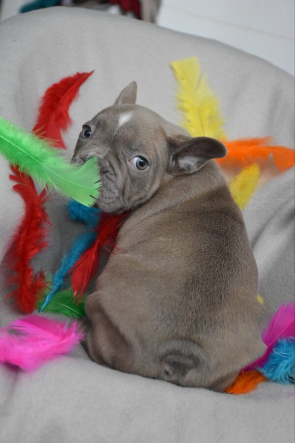 Rebecca French Bulldog Rebecca French Bulldog