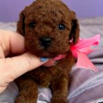 Reenie-female-Toy-Poodle-puppy-for-sale-1