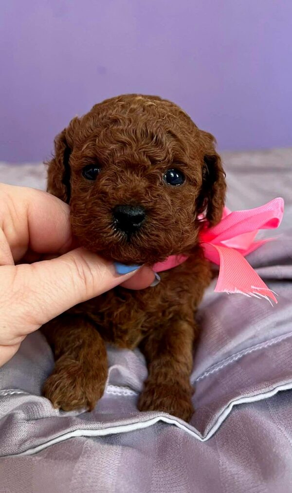 Reenie Toy Poodle Reenie Toy Poodle