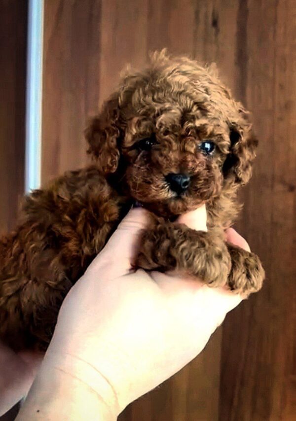 Reenie Toy Poodle Reenie Toy Poodle