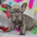 Riana-female-frenchbulldog-puppy-for-sale-1 (1)