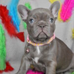 Riana-female-frenchbulldog-puppy-for-sale-1 (2)