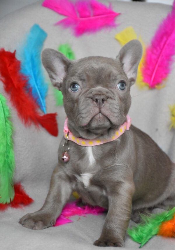 Riana French Bulldog Riana French Bulldog