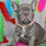 Riana-female-frenchbulldog-puppy-for-sale-1 (2)
