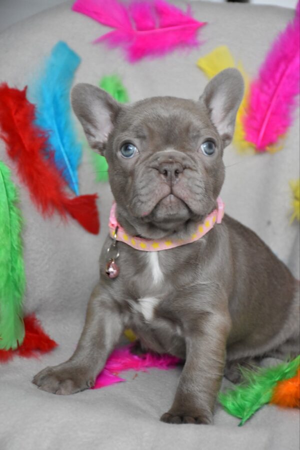 Riana French Bulldog Riana French Bulldog