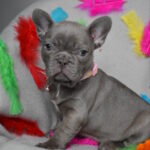 Riana-female-frenchbulldog-puppy-for-sale-1 (3)