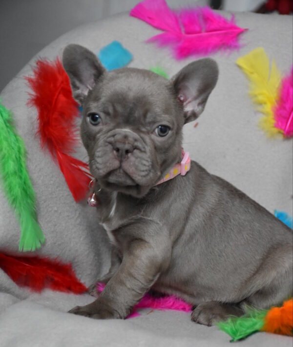 Riana French Bulldog Riana French Bulldog
