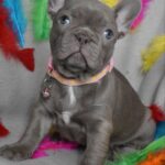Riana-female-frenchbulldog-puppy-for-sale-1 (4)