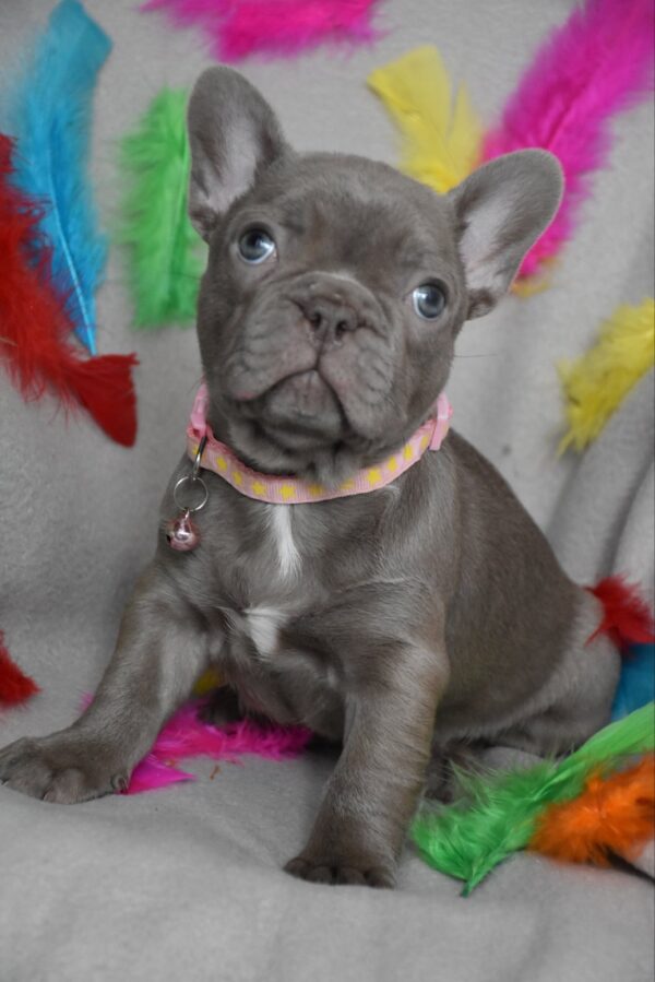 Riana French Bulldog Riana French Bulldog