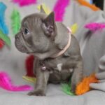 Riana-female-frenchbulldog-puppy-for-sale-1 (5)