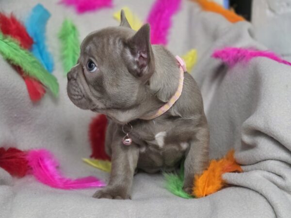 Riana French Bulldog Riana French Bulldog