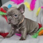 Riana-female-frenchbulldog-puppy-for-sale-1 (6)
