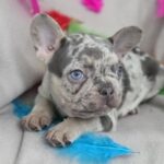 Riddick-male-french-bulldog-puppy-for-sale-1 (1)