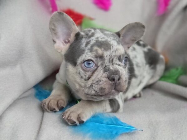 Riddick French Bulldog Riddick French Bulldog