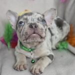 Riddick-male-french-bulldog-puppy-for-sale-1 (2)