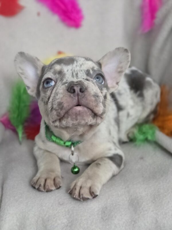 Riddick French Bulldog Riddick French Bulldog