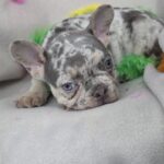 Riddick-male-french-bulldog-puppy-for-sale-1 (3)