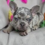 Riddick-male-french-bulldog-puppy-for-sale-1 (4)