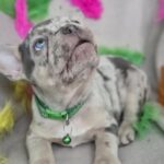 Riddick-male-french-bulldog-puppy-for-sale-1 (5)
