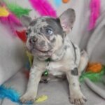 Riddick-male-french-bulldog-puppy-for-sale-1 (6)