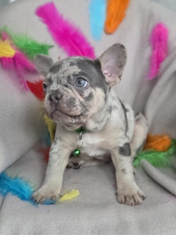 Riddick French Bulldog Riddick French Bulldog