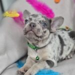 Riddick-male-french-bulldog-puppy-for-sale-1 (7)