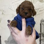 Riddle-male-Toy-Poodle-puppy-for-sale-1
