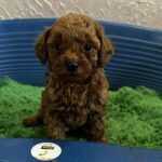 Riddle-male-Toy-Poodle-puppy-for-sale-2