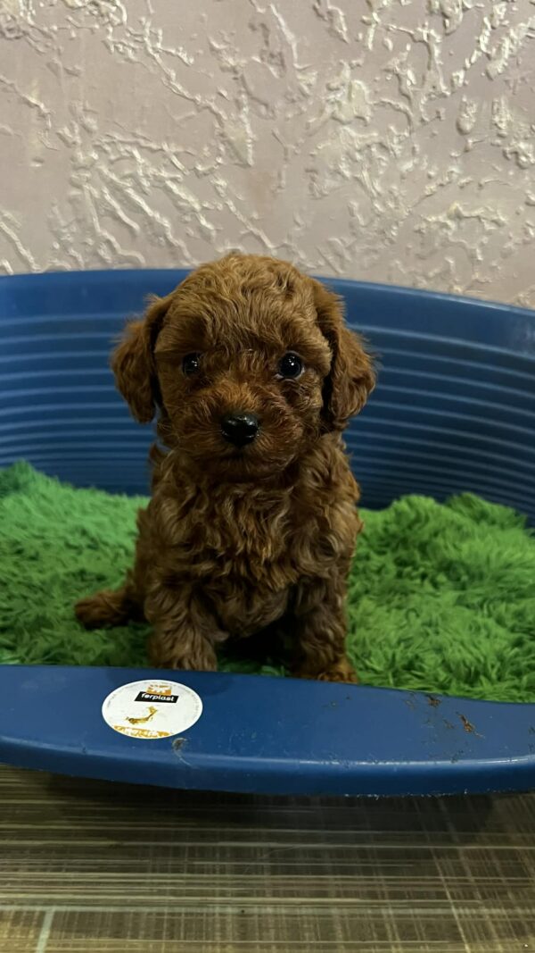 Riddle Toy Poodle Riddle Toy Poodle
