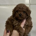 Ridge-male-Toy-Poodle-puppy-for-sale-1
