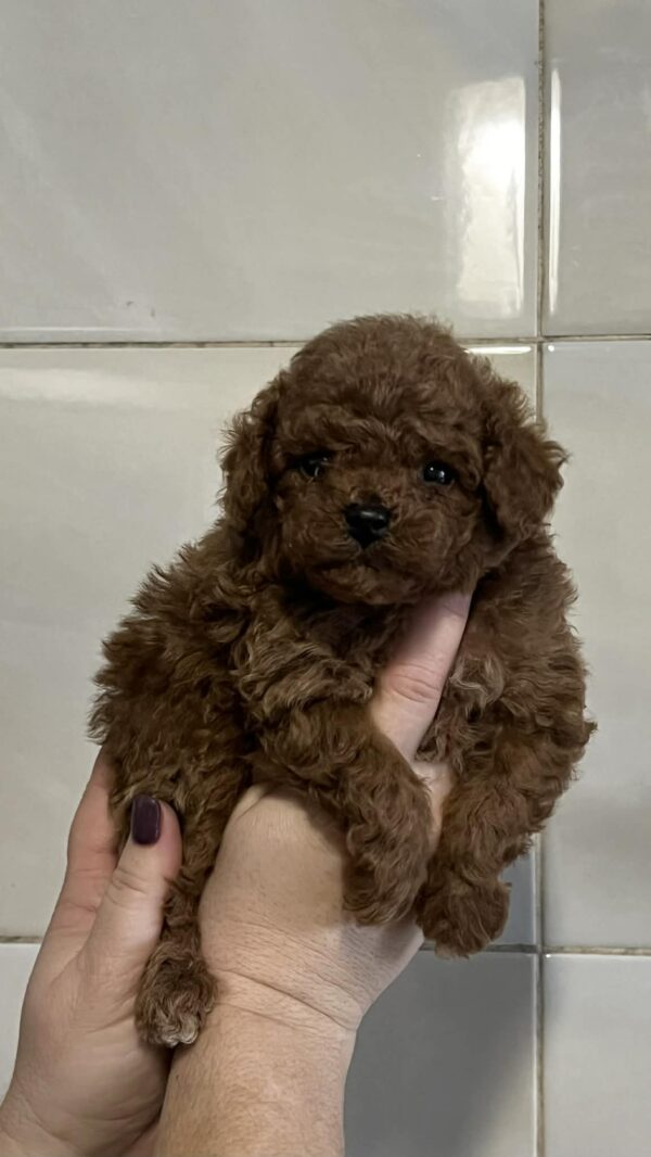 Ridge Toy Poodle Ridge Toy Poodle