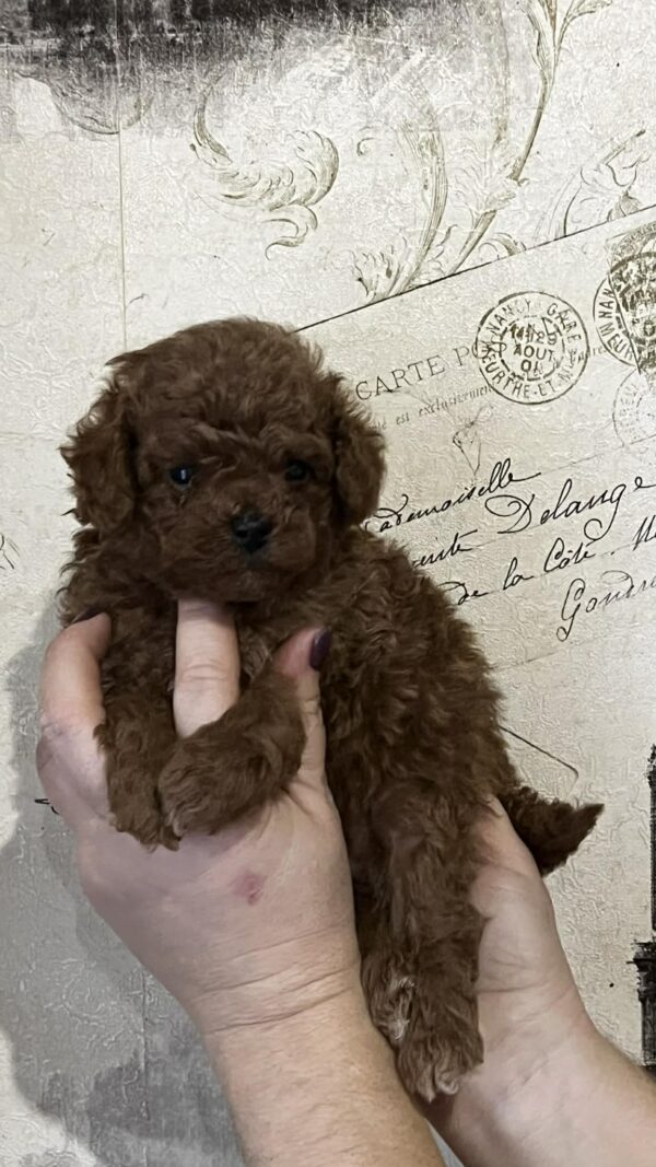 Ridge Toy Poodle Ridge Toy Poodle