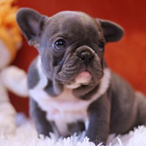 Rollie French Bulldog Rollie French Bulldog
