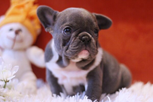 Rollie French Bulldog Rollie French Bulldog