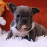 Rollie-female-French-Bulldog-puppy-for-sale-2