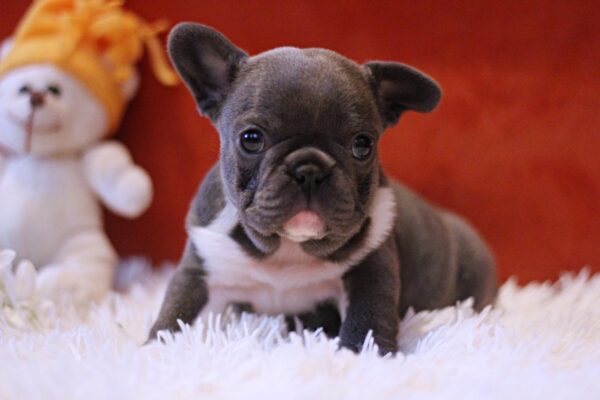 Rollie French Bulldog Rollie French Bulldog