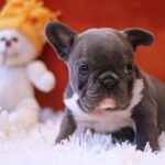 Rollie-female-French-Bulldog-puppy-for-sale-3