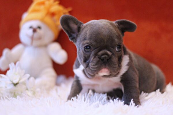 Rollie French Bulldog Rollie French Bulldog