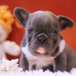 Rollie-female-French-Bulldog-puppy-for-sale-4