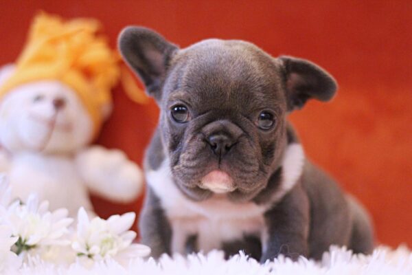 Rollie French Bulldog Rollie French Bulldog