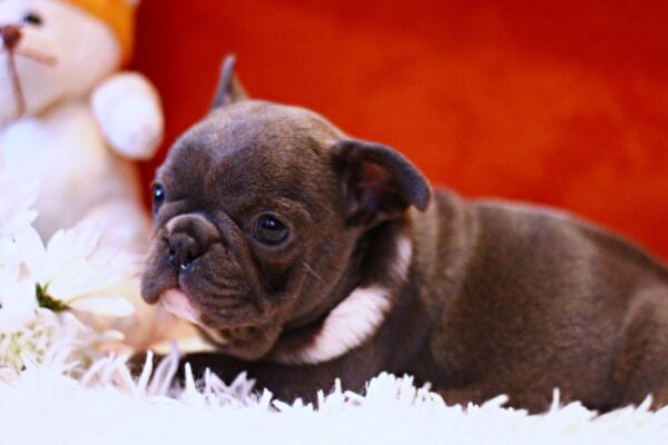Rollie French Bulldog Rollie French Bulldog