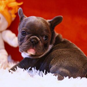 Rollie French Bulldog Rollie French Bulldog