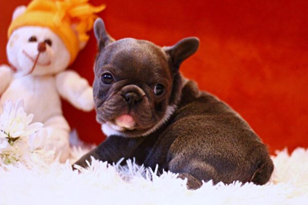 Rollie French Bulldog Rollie French Bulldog