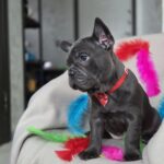 Rommie-female-french-bulldog-puppy-for-sale-1 (1)