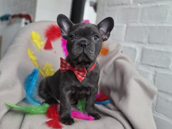 Rommie French Bulldog Rommie French Bulldog