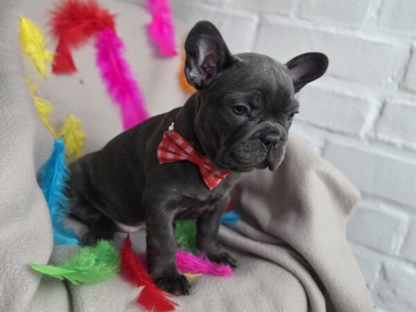 Rommie French Bulldog Rommie French Bulldog