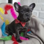 Rommie-female-french-bulldog-puppy-for-sale-1 (4)