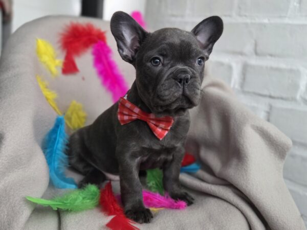 Rommie French Bulldog Rommie French Bulldog