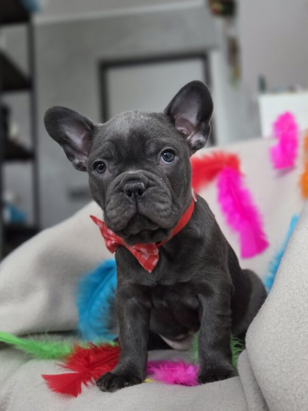 Rommie French Bulldog Rommie French Bulldog