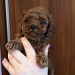 Roosha-female-Toy-Poodle-puppy-for-sale-1